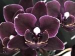 Phalaenopsis Miki Black Angel