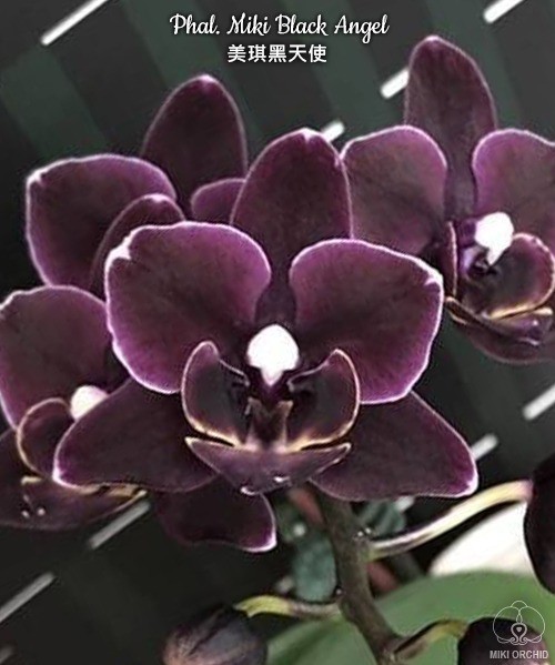 Phalaenopsis Miki Black Angel