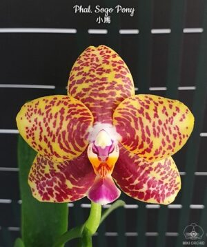 Phalaenopsis Sogo Pony