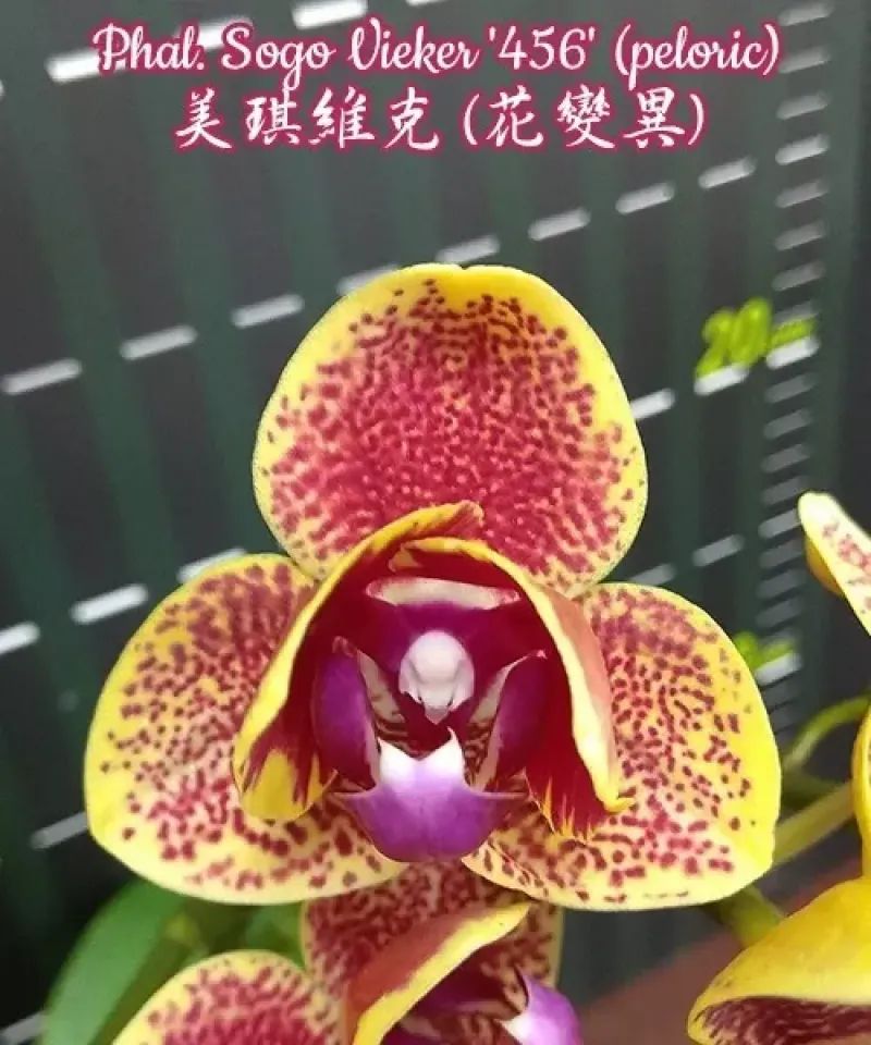 Phalaenopsis Sogo Vieker '456' peloric