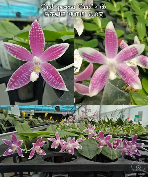 Phalaenopsis speciosa 'Plaid' x sib