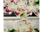 Phalaenopsis speciosa spot x sib