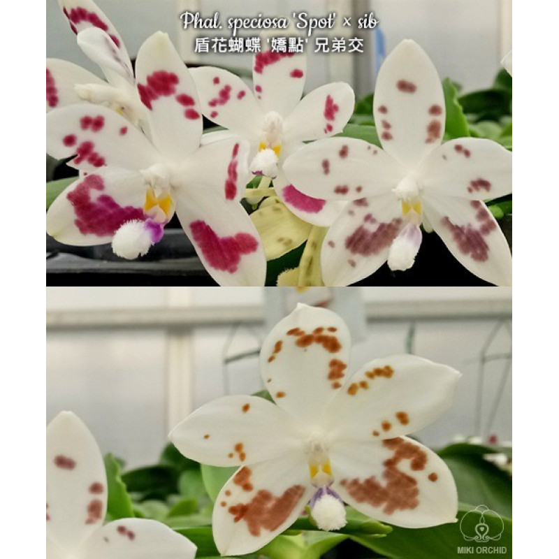 Phalaenopsis speciosa spot x sib