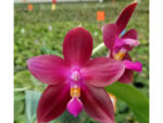 Phalaenopsis Yaphon Sensational