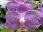 Phalaenopsis Yu-Yang Little Peacock '385'