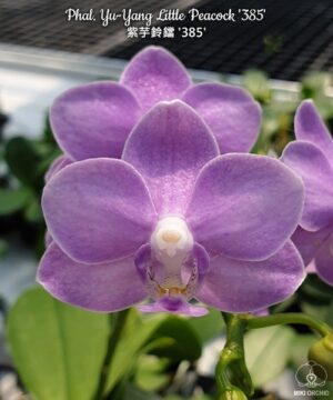 Phalaenopsis Yu-Yang Little Peacock '385'