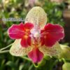 Phalaenopsis Chi-Yueh Kaleidoscope