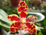 Phalaenopsis Mambo x sib