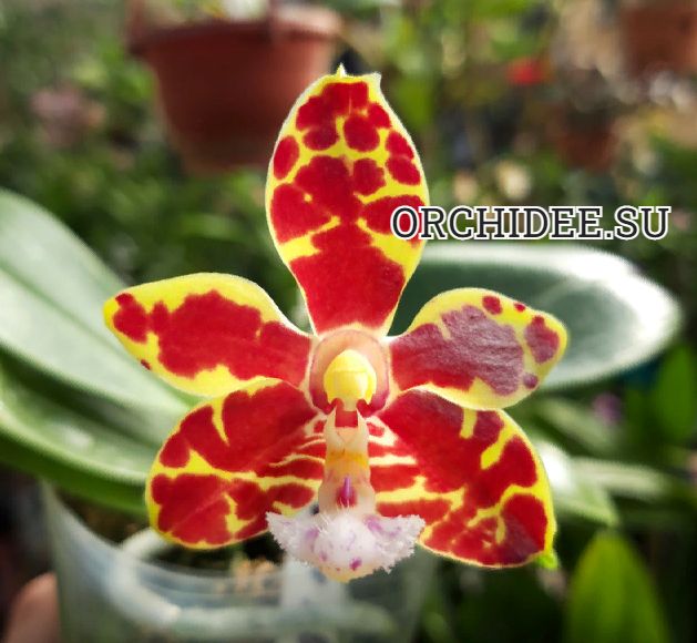 Phalaenopsis Mambo x sib