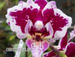Phalaenopsis Miki Violet Butterfly