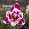 phalaenopsismikivioletbutterfly1