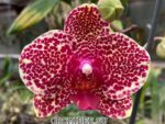 Phalaenopsis OX Red Sesame