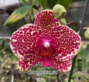 Phalaenopsis OX Red Sesame