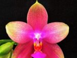 Phalaenopsis Sweet Memory