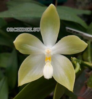 Phalaenopsis tetraspis "Green"