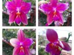 Phalaenopsis Liodoro peloric butterfly