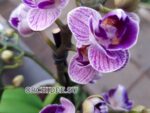 Phalaenopsis PHM 012/1 Sogo Vivien "Special Indigo" peloric 3 lip