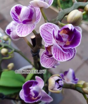 Phalaenopsis PHM 012/1 Sogo Vivien "Special Indigo" peloric 3 lip