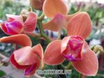 Phalaenopsis PHM 095/1 Paprika peloric 3 lip
