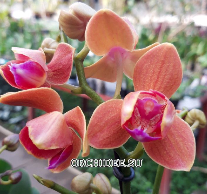 Phalaenopsis PHM 095/1 Paprika peloric 3 lip