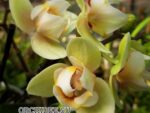 Phalaenopsis PHM 112/1 Pure Moon 'Cancun' peloric 3 lip