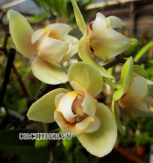 Phalaenopsis PHM 112/1 Pure Moon 'Cancun' peloric 3 lip