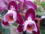 Phalaenopsis PHM 116/1 Bubbles peloric 3 lip