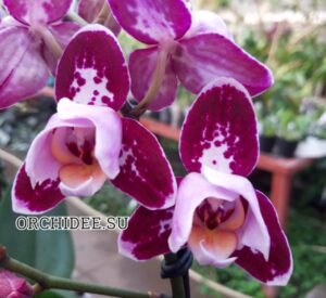 Phalaenopsis PHM 116/1 Bubbles peloric 3 lip