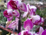 Phalaenopsis PHM 198 peloric 3 lip