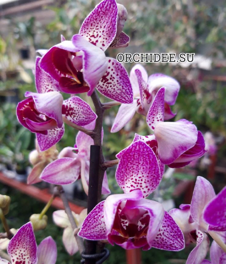 Phalaenopsis PHM 198 peloric 3 lip