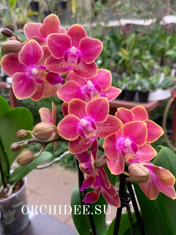 Phalaenopsis PHM 199