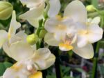 Phalaenopsis PP 013 Golden Dawn