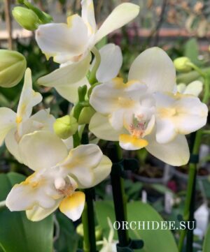 Phalaenopsis PP 013 Golden Dawn