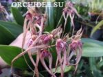 Bubophyllum sp 04