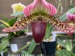 Paphiopedilum callosum hybrid
