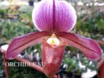 Paphiopedilum Robin Hood