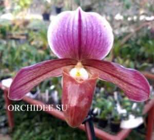 Paphiopedilum Robin Hood