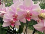 Phalaenopsis PH 240/1 My Monro "Make-up" peloric butterfly