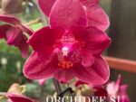 Phalaenopsis PHM 024/1 peloric butterfly