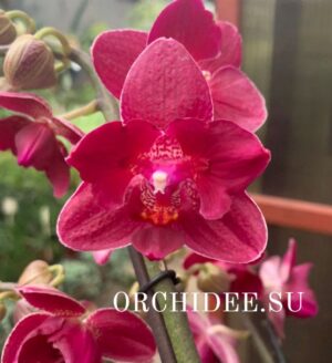 Phalaenopsis PHM 024/1 peloric butterfly