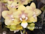 Phalaenopsis PHM 179