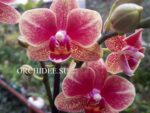 Phalaenopsis PHM 180 Lioulin Phoenix ' LM41'