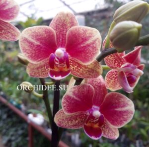 Phalaenopsis PHM 180 Lioulin Phoenix ' LM41'