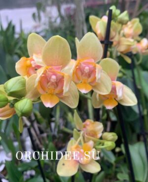 Phalaenopsis PP 014 peloric