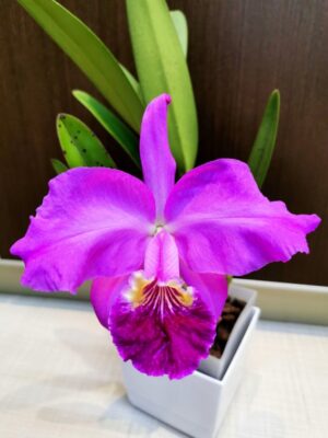 Cattleya lueddemanniana Blanca x Aguinada