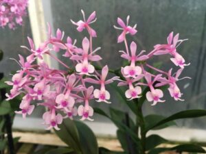 Epidendrum Anika Hassinger