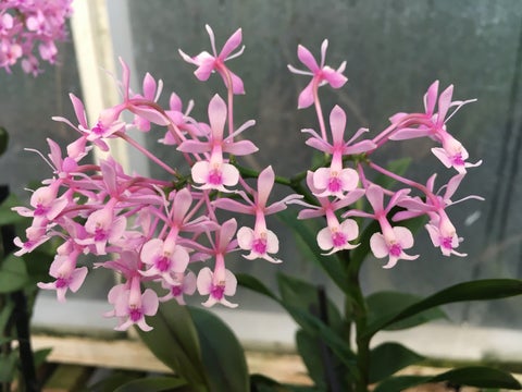 Epidendrum Anika Hassinger