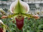 Paphiopedilum Garry Baker