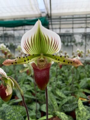 Paphiopedilum Garry Baker