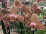 Phalaenopsis PH 119/1 Monaco peloric 3 lip